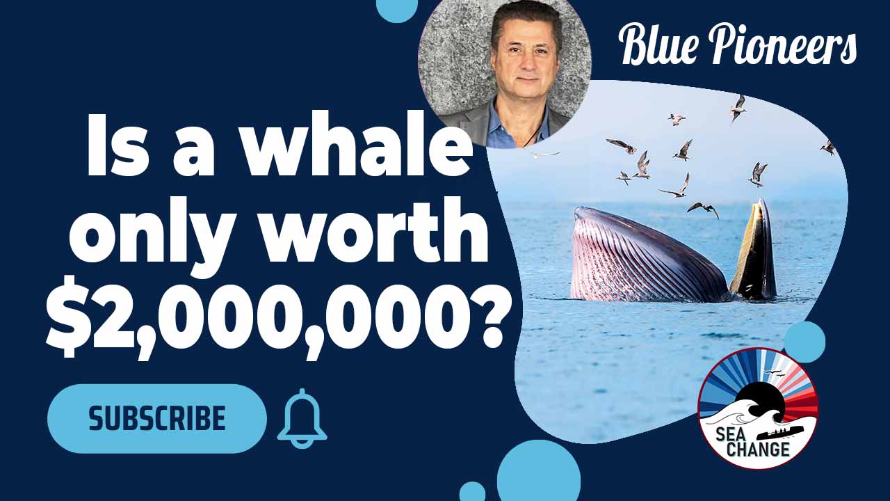 What's in a Whale?